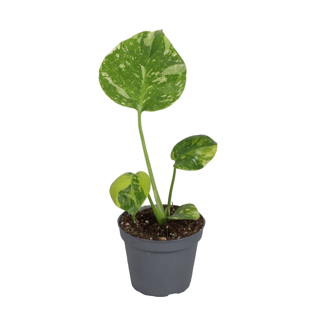 Young Monstera deliciosa Electro Light plant with lime-variegated leaves in a small grey nursery pot