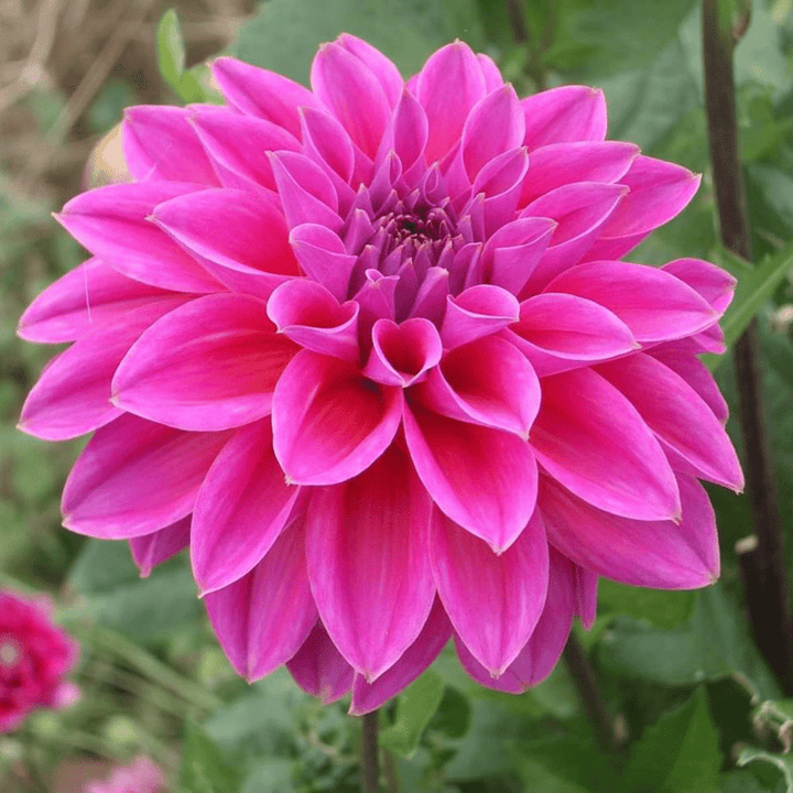 Flowerbulbs Amsterdam - Mix Gerard's Darlings, 12 Dahlia Natal & 12 Dahlia Blue Bell tubers for 4 m²