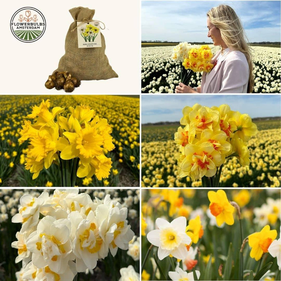 Medium mixed Narcissus bulbs in a sustainable pack by Everspring, showcasing vibrant yellow and white flowers.
