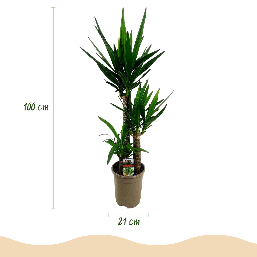 Yucca (Yucca elephantipes) - view 3