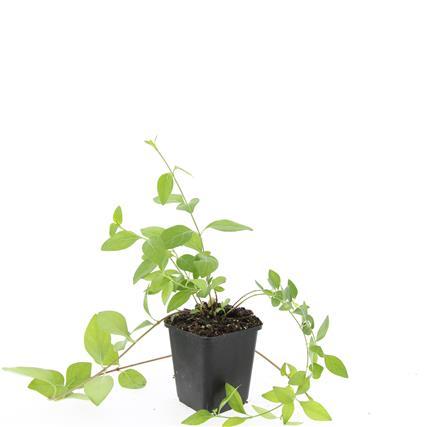 Trailing evergreen ground-cover with blue flowers close-up of 24x Vinca major 'Alba' - ↕10-25cm - Ø9cm