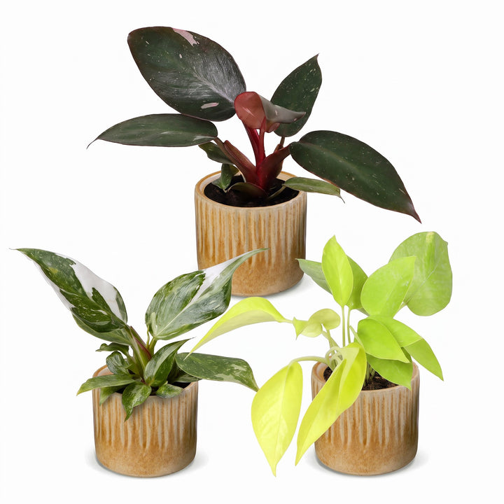 3x Baby Philodendron Tricolour indoor plants in Ø6cm pots, image 2