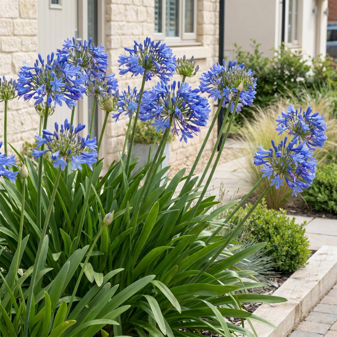 24 Agapanthus africanus African lily plants in 11cm pots, 15-25cm tall - view 6