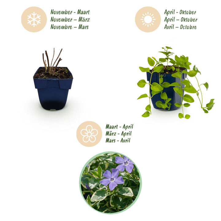 Pack of 24 Vinca major 'Variegata' greater periwinkle plants in 11cm pots - view 4