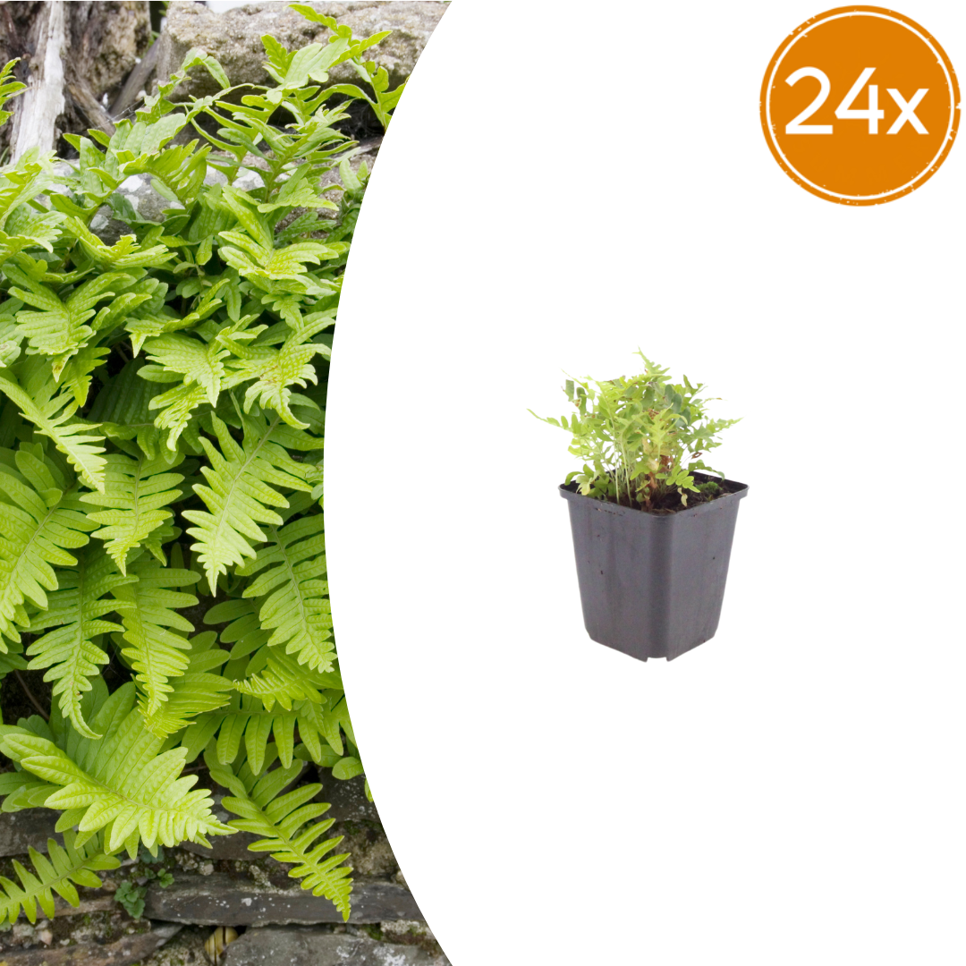 Polypodium vulgare with delicate, deeply lobed pale green fronds in black square pot, shown at 10-25cm height