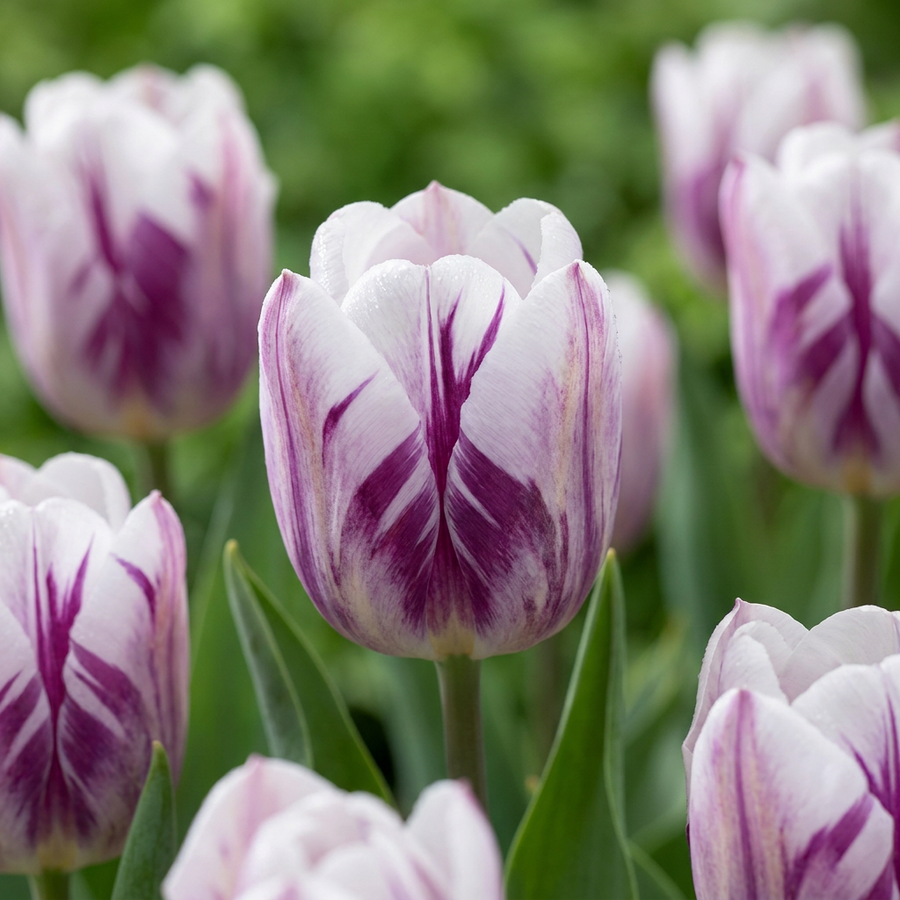 Tulipa Flaming Flag in flower, goblet-shaped blooms on straight upright stems, 120-bulb pack for Irish gardens