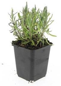 24x Lavandula ang. 'Munstead' - ↕10-25cm - Ø9cm styled in an Irish home interior
