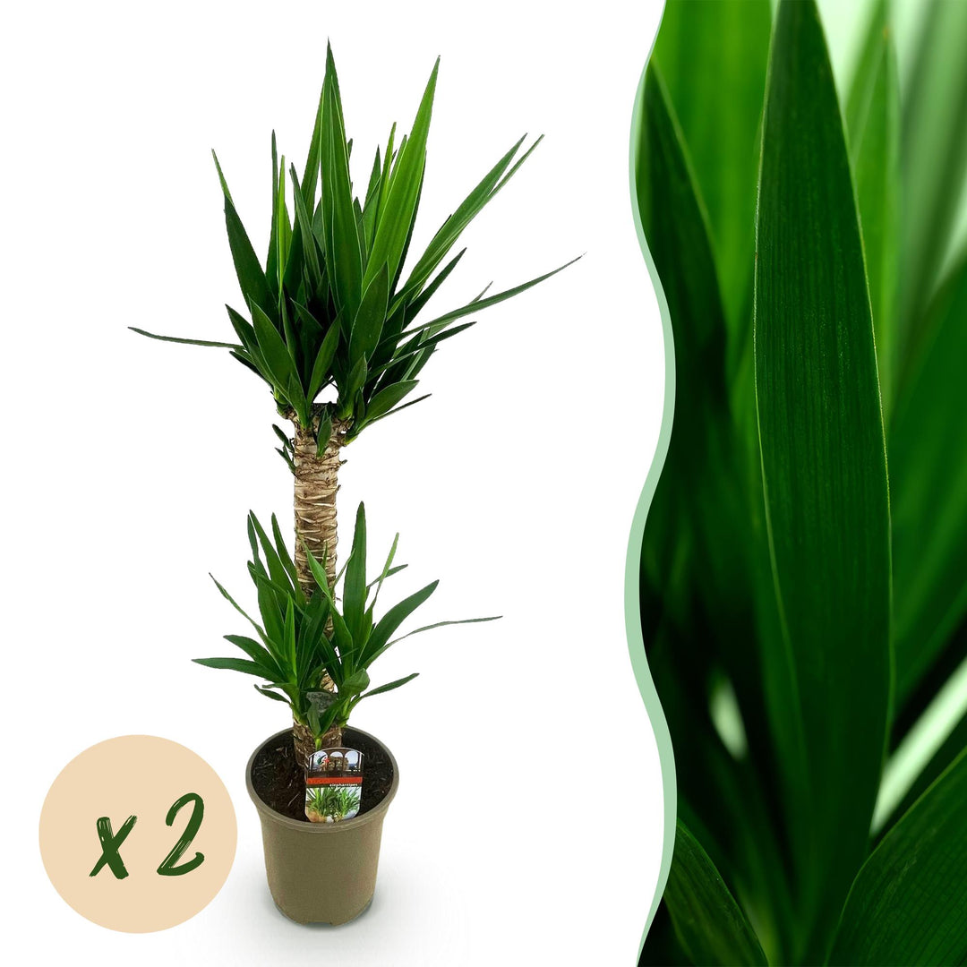 Yucca (Yucca elephantipes)
