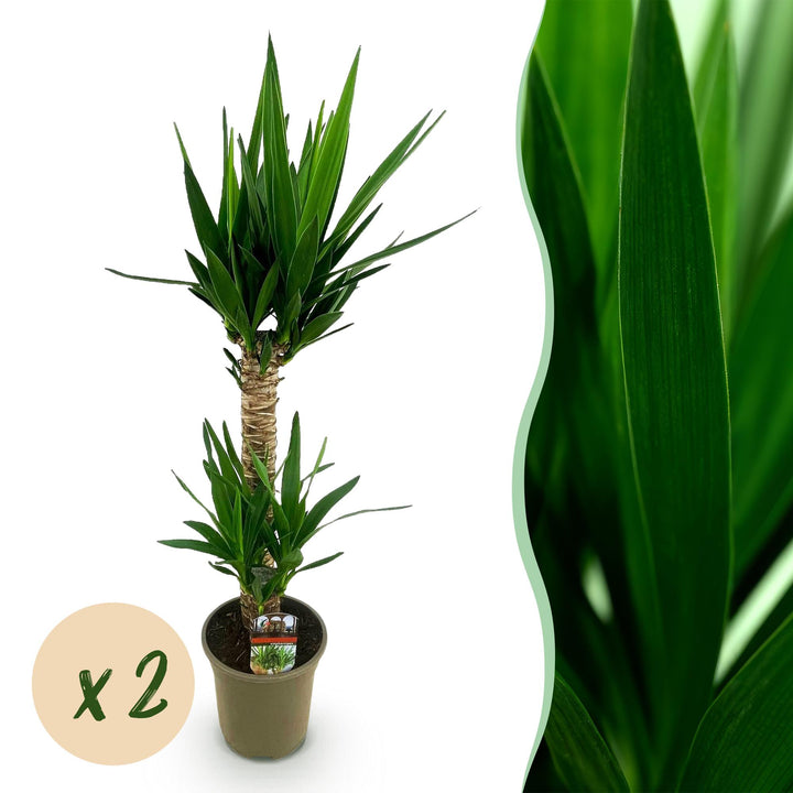 Yucca (Yucca elephantipes)
