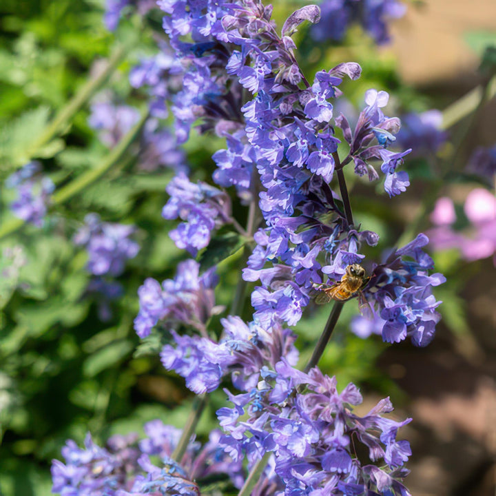 6x Nepeta 'Six Hills Giant' - ↕10-25cm - Ø9cm full-plant overview, aromatic catmint foliage and purple flower spikes