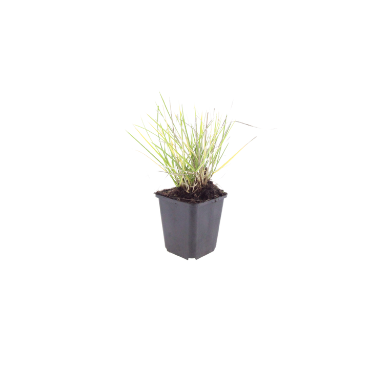 24x Sesleria autumnalis - ↕10-25cm - Ø9cm alternative angle showing habit and leaf structure