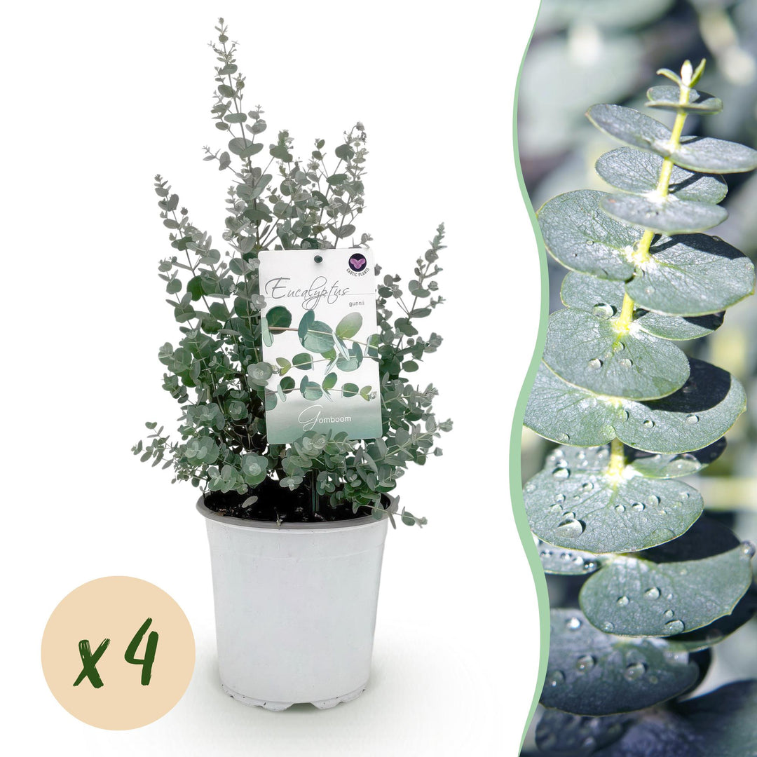 Pack of 4 Eucalyptus gunnii plants in 17cm pots, 40cm tall
