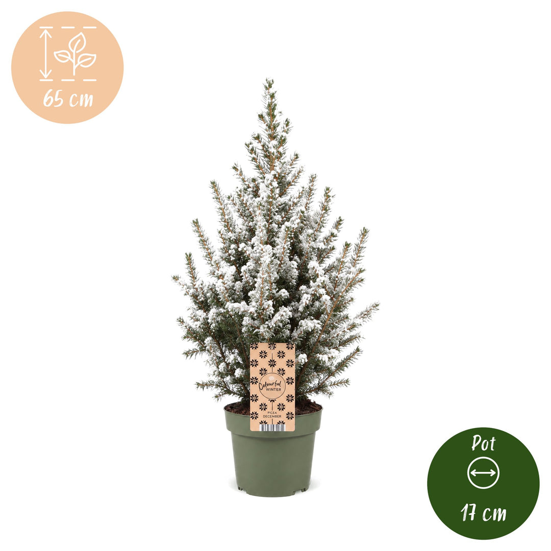 Picea glauca Conica Dwarf Alberta Spruce Christmas tree in Ø17cm pot, image 5