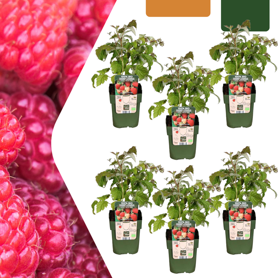 Set of 6 organic raspberry plants in 13 cm pots, 20 cm tall, by Everspring, featuring green leaves and ripe red berries.