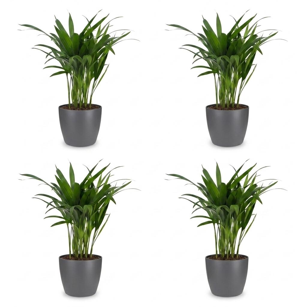 Areca Palm (Dypsis lutescens) - 4 Plants with Grey Ceramic Pot - 12cm Pot - 45cm Tall