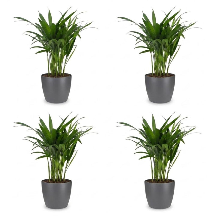 Areca Palm (Dypsis lutescens) - 4 Plants with Grey Ceramic Pot - 12cm Pot - 45cm Tall