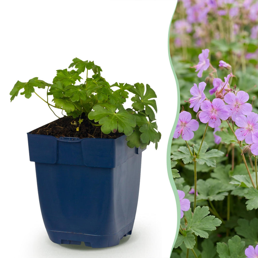 24x Geranium cantabrigiense Cambridge cranesbill in 11cm pots