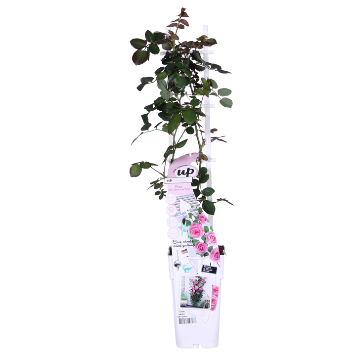 3x Rosa Crazy in Love Pink - Fragrant Pink Climbing Rose - Ø15cm - ↕65cm