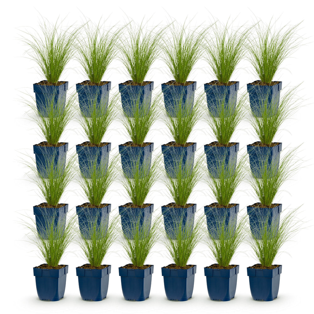 Pack of 24 Stipa tenuissima 'Ponytails' Mexican feather grass plants in 11cm pots - view 2