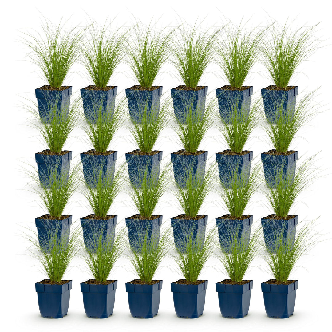 Pack of 24 Stipa tenuissima 'Ponytails' Mexican feather grass plants in 11cm pots - view 2