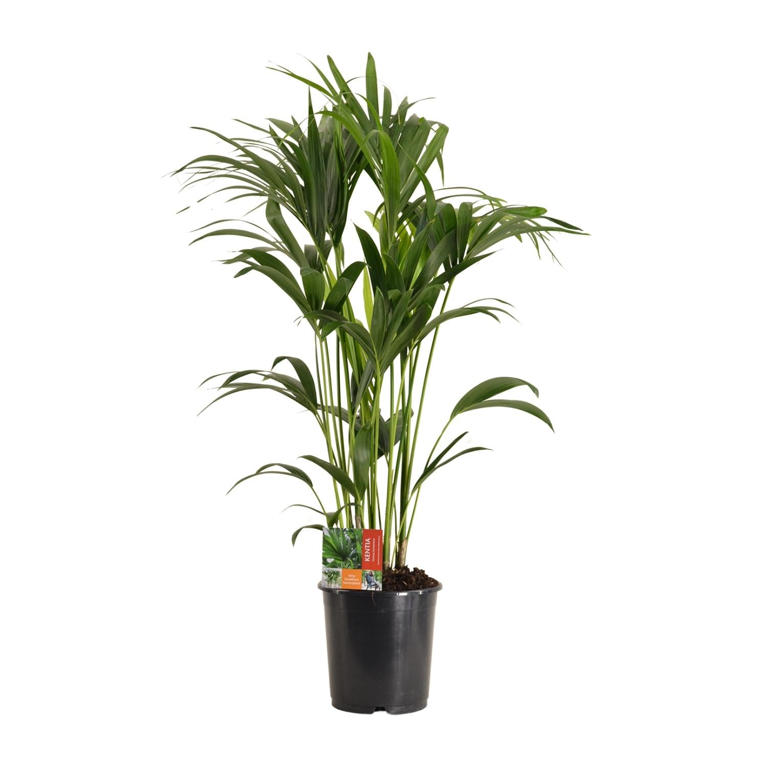 Indoor Plants