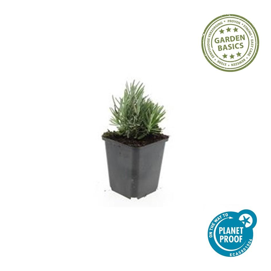 24x Lavandula ang. 'Dwarf Blue' - ↕10-25cm - Ø9cm styled in an Irish home interior
