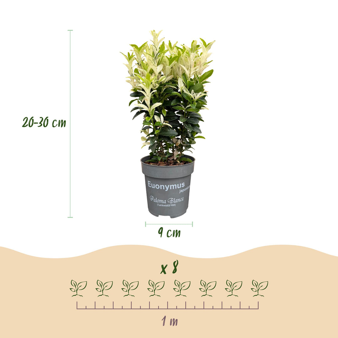 40x Euonymus japonicus 'Paloma Blanca' Japanese Spindle - Evergreen Hedging - 9cm Pot - 20-30cm