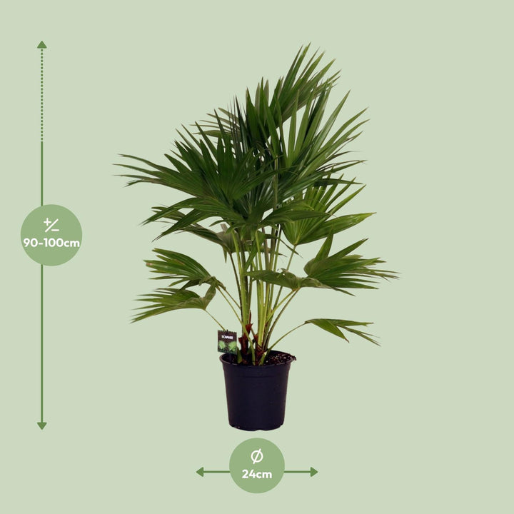 Livistona Chinensis Chinese Fan Palm - 24cm Pot - 100cm Tall