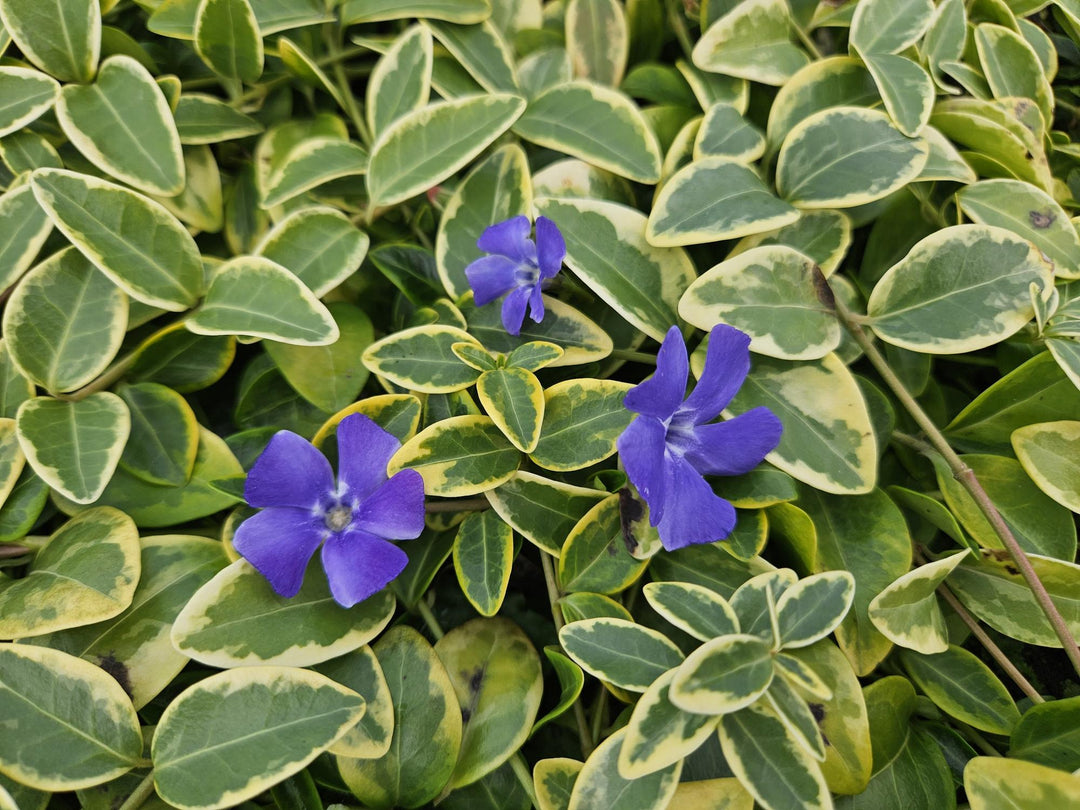 24x Vinca minor 'Aureovariegata' - ↕10-25cm - Ø9cm alternative angle showing habit and leaf structure