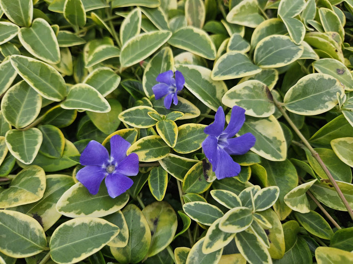 24x Vinca minor 'Aureovariegata' - ↕10-25cm - Ø9cm alternative angle showing habit and leaf structure