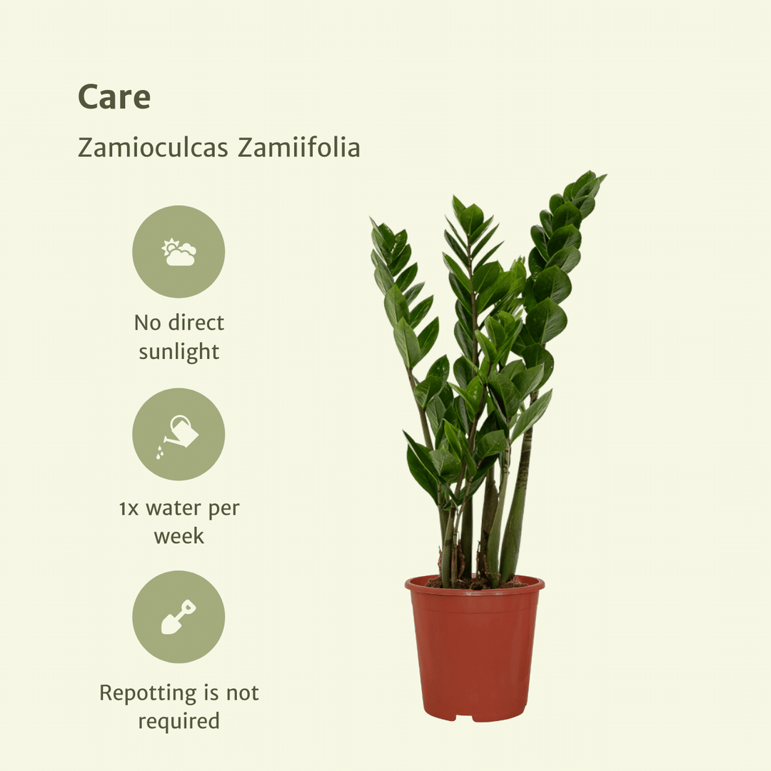 2x Zamioculcas Zamiifolia - Emerald palm - - ø14 — ZZ Plant