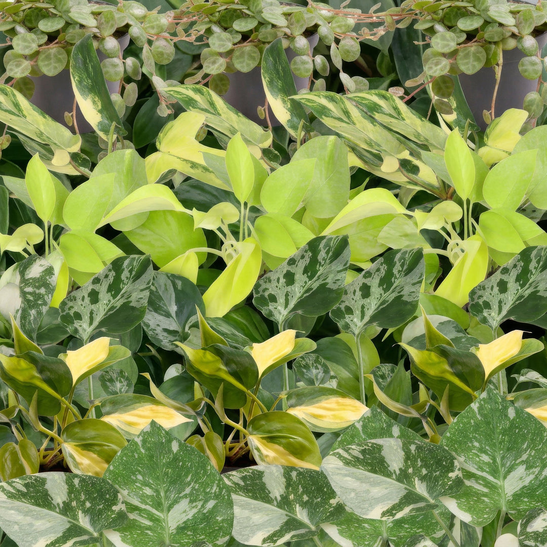 Baby Tropical Mix, six young tropical houseplants in Ø6cm pots, image 4