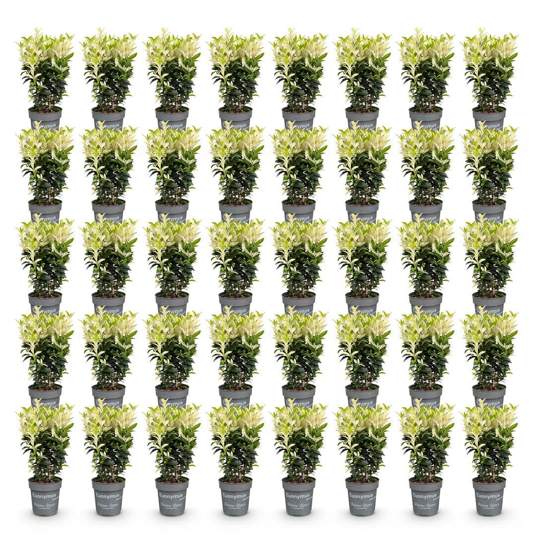40x Euonymus japonicus 'Paloma Blanca' Japanese Spindle - Evergreen Hedging - 9cm Pot - 20-30cm