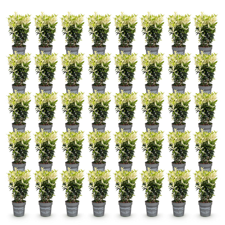 40x Euonymus japonicus 'Paloma Blanca' Japanese Spindle - Evergreen Hedging - 9cm Pot - 20-30cm