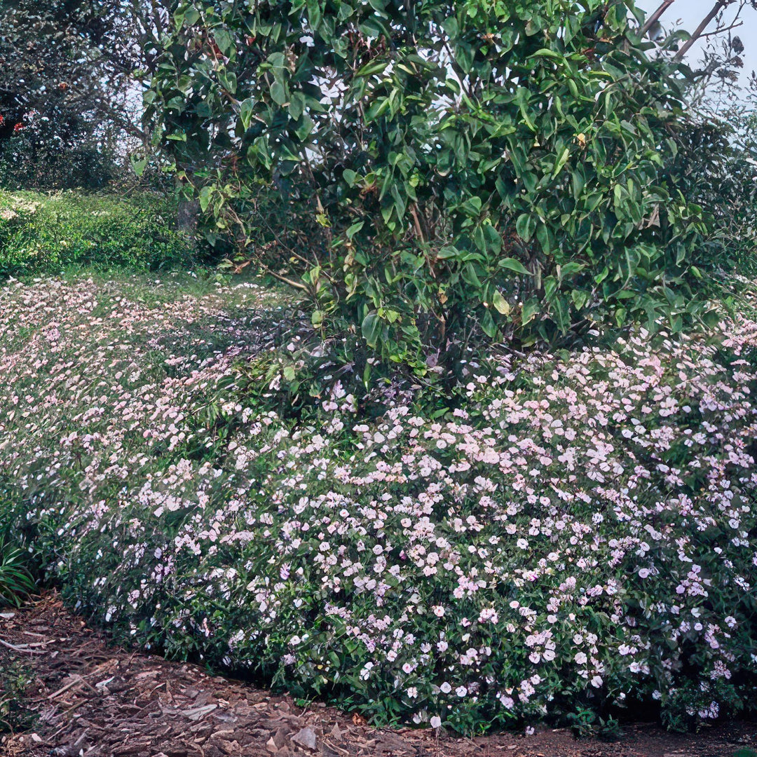 6x Aster ageratoides 'Asran' - ↕10-25cm - Ø9cm alternative angle showing habit and leaf structure