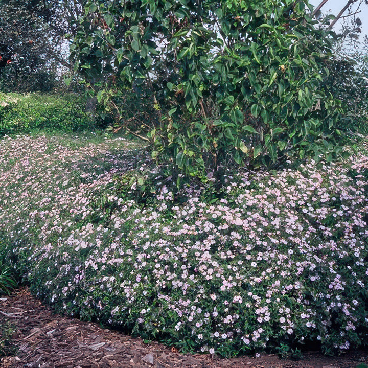 6x Aster ageratoides 'Asran' - ↕10-25cm - Ø9cm alternative angle showing habit and leaf structure