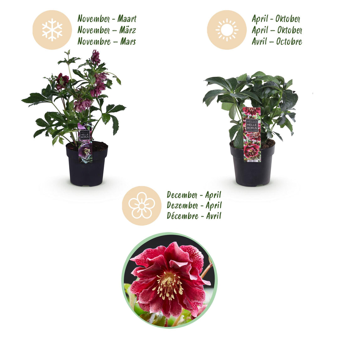 2x Helleborus orientalis 'Double Ellen Red' Lenten Rose in 14cm pots - view 9