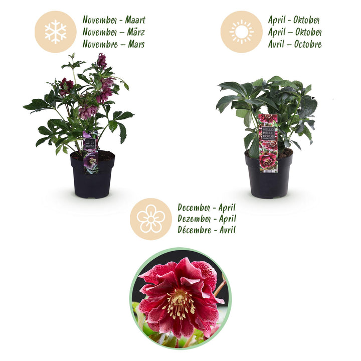 2x Helleborus orientalis 'Double Ellen Red' Lenten Rose in 14cm pots - view 9