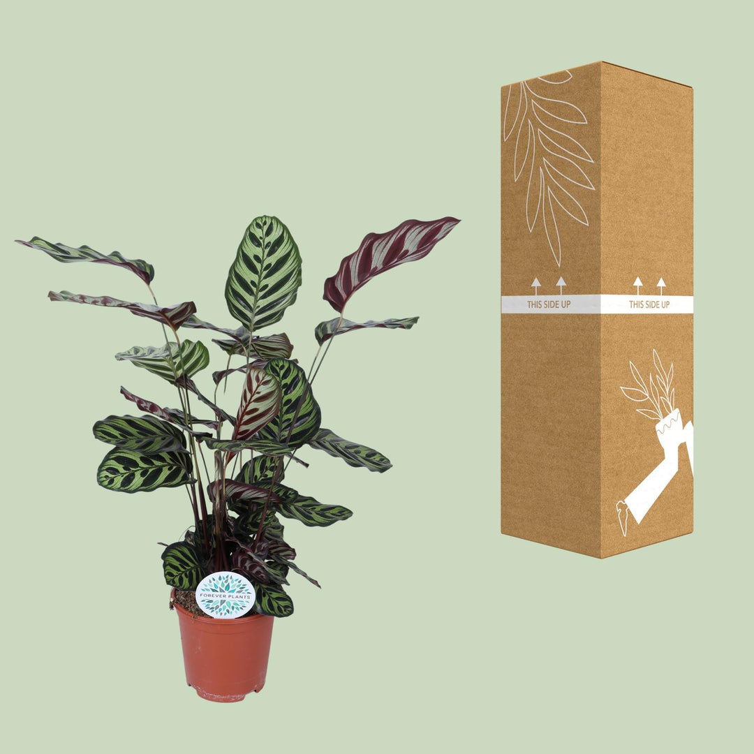Calathea Makoyana - Ø21cm - ↕70cm styled in an Irish home interior