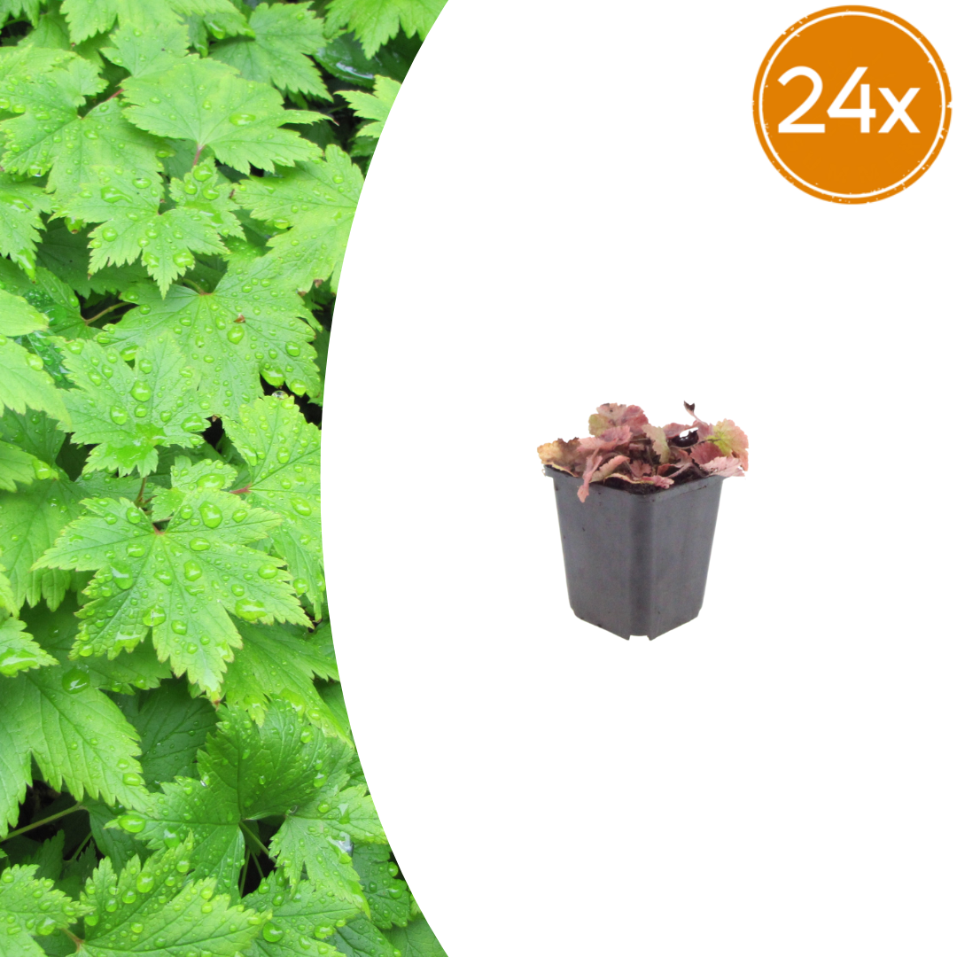 Healthy foliage and strong roots close-up of 24x Tiarella cordifolia - ↕10-25cm - Ø9cm