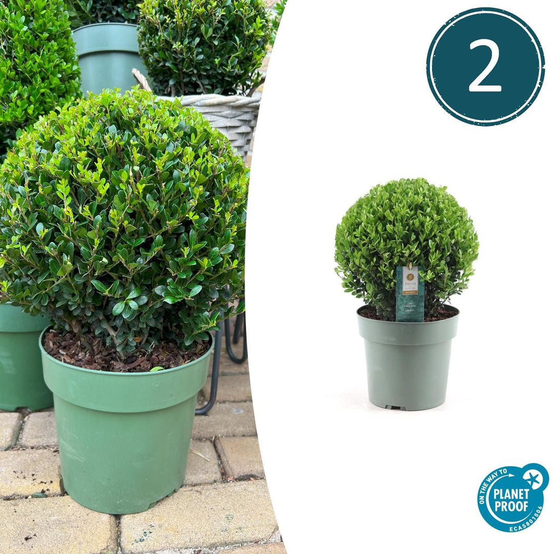 2x Ilex crenata 'Jenny' ball XL | set of 2 pieces | 25 cm Ø