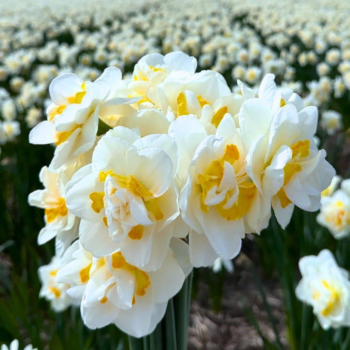 Medium Narcissus Mix - 50 Bulb Sustainable Value Pack