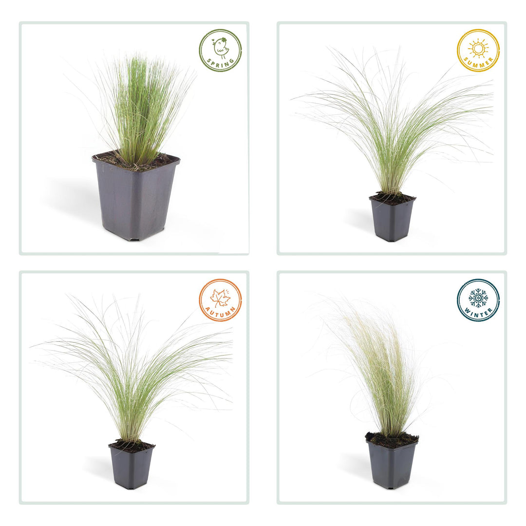 24x Stipa tenuissima 'Ponytails' - ↕10-25cm - Ø9cm — healthy root ball and nursery pot ready to ship from Ireland