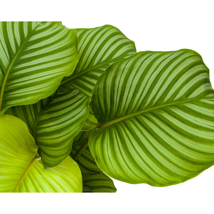 Calathea orbifolia - view 4