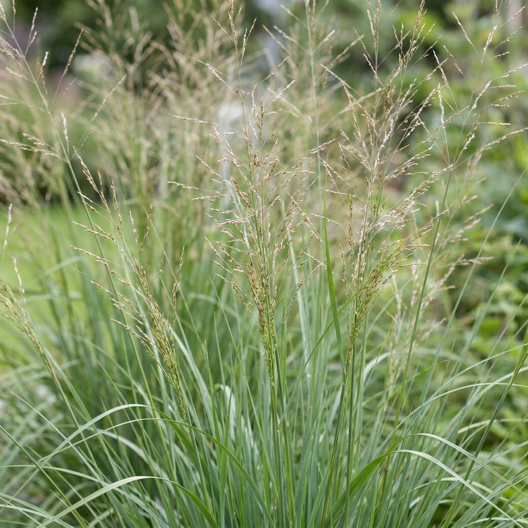 Pack of 24 Molinia arundinacea 'Karl Foerster' purple moor grass plants in 11cm pots - view 5
