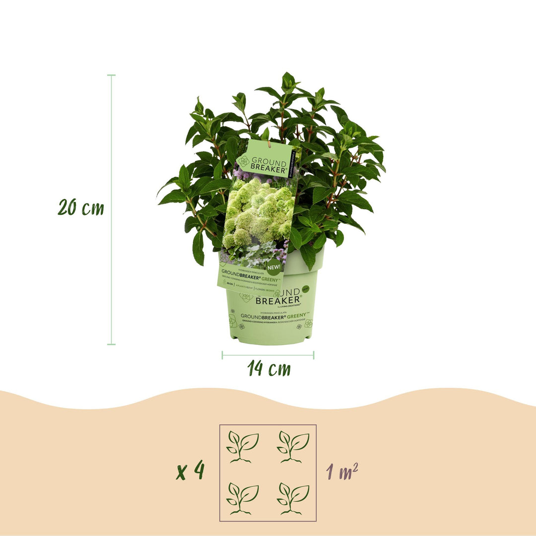 48 Hydrangea paniculata Groundbreaker Greeny plants in 14cm pots - view 3