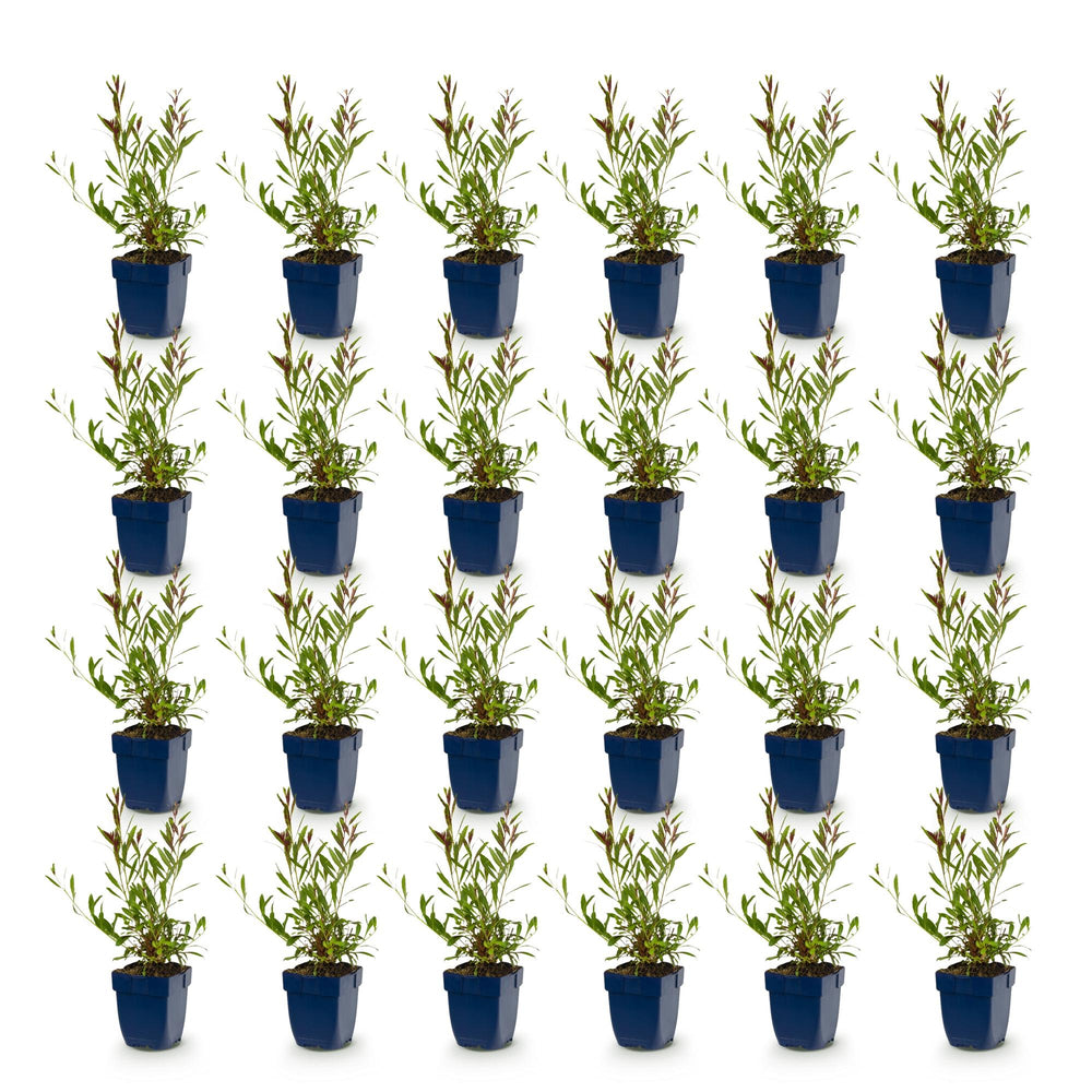 24x Gaura lindheimeri Whirling Butterflies plants in 11cm pots - view 2