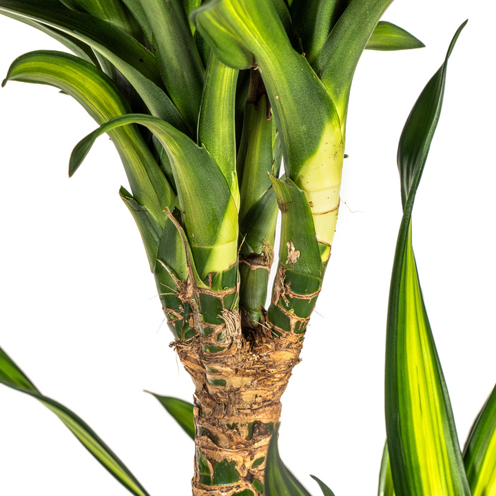 Dracaena Deremensis Rikki 130-150cm — Dragon Tree in 24cm pot