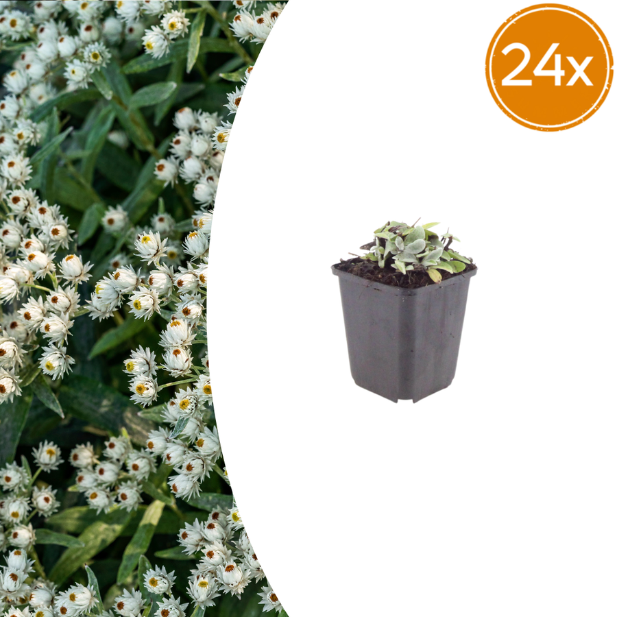 Anaphalis triplinervis pearly everlasting, silver-leaved perennial, 24-pack in 9cm pots