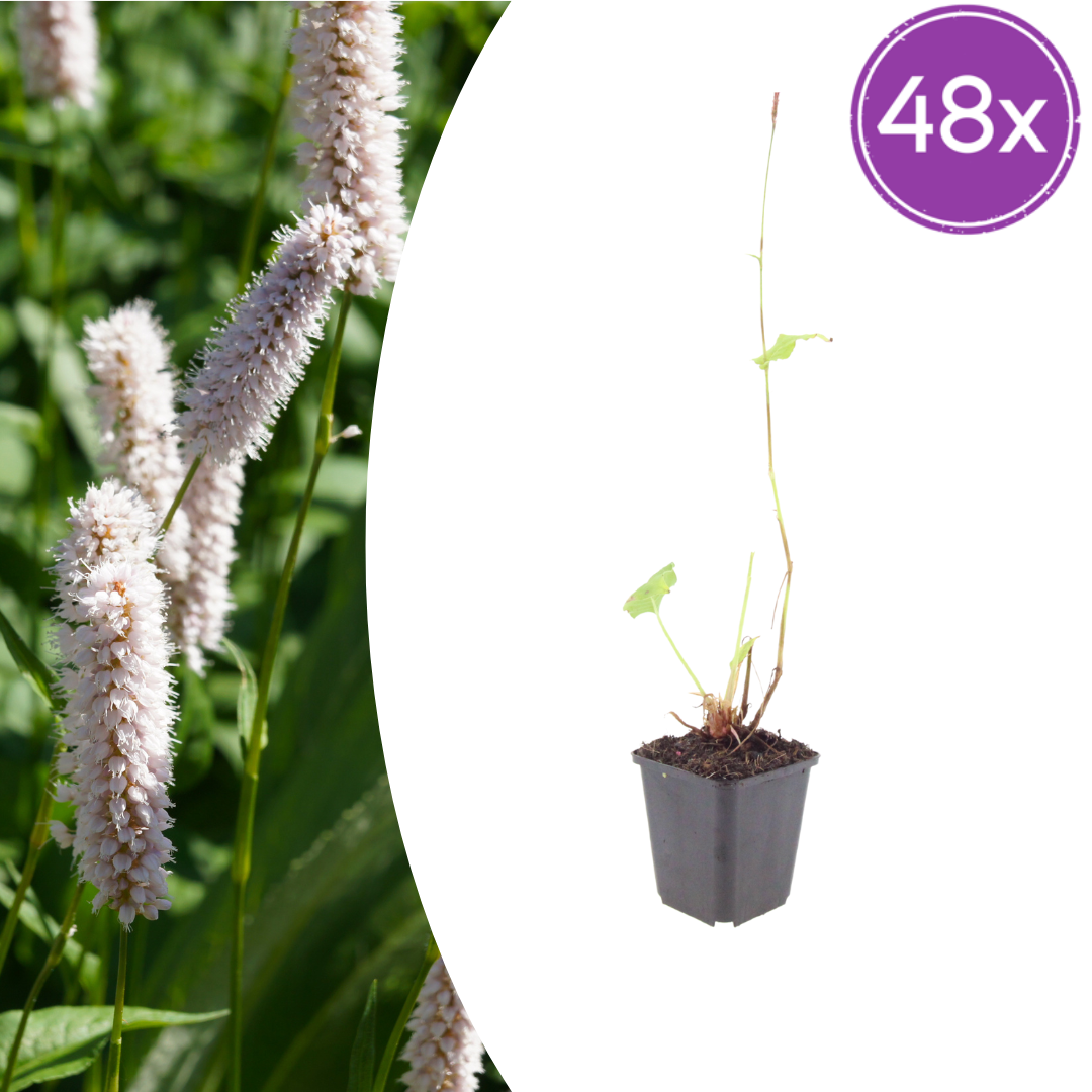 48x Persicaria bistorta 'Superba' - ↕10-25cm - Ø9cm